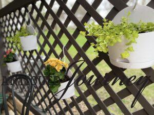 half sphere planters with vines hanging from a lattice