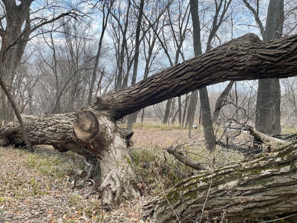 large Oak tree in the woods