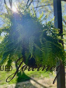 a hanging Fern in the sunshine