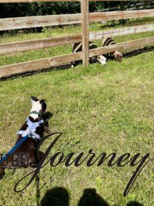 Tilly watching sheep