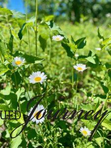 wild daises in a field