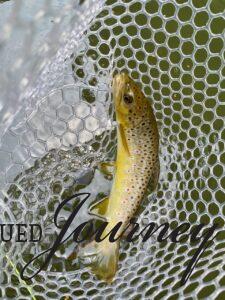 brown trout in river