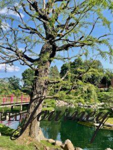 a willow tree at a Japanese garden