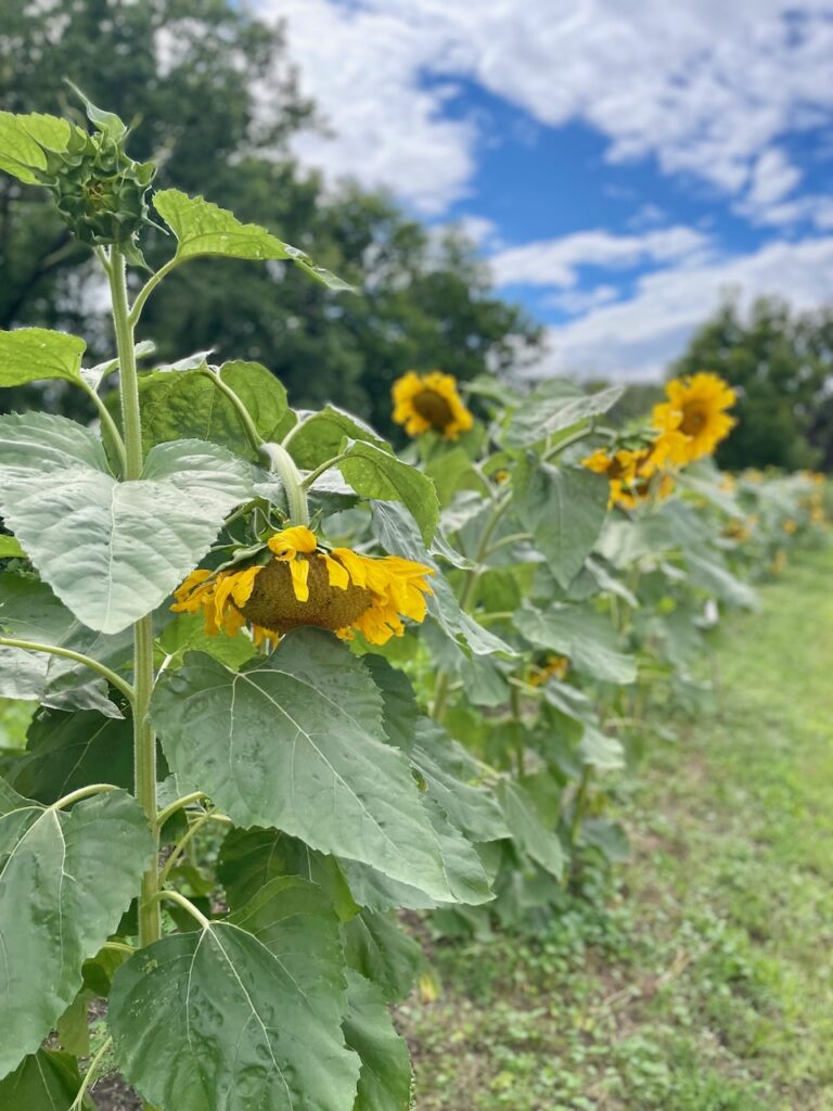 tall sunflowers journey jots #43