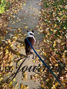 Tilly walking in the fall leaves