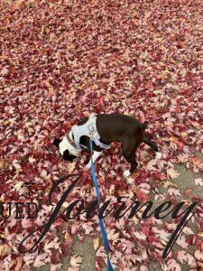 Tilly walking in fall leaves 