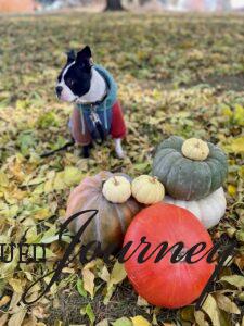 Tilly posing in leaves and a pile of pumpkins 