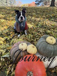 Tilly sitting in fall leaves with a pile of pumpkins