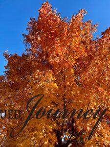 bright orange maple tree in fall