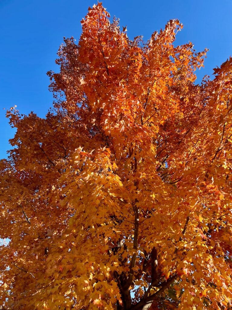 journey jots #54 bright orange maple tree