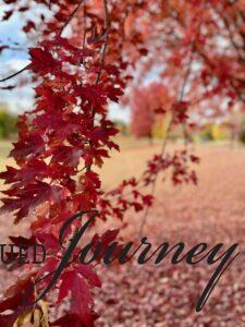 red Maple leaves in fall on a tree in a park