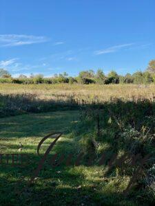 a farm pasture in the country with corn and wildflowers