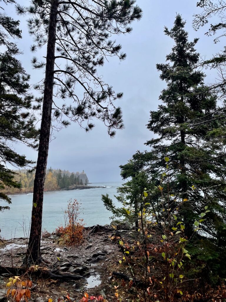 pine trees in a rainy fall forest of Minnesota