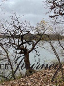 an old oak tree on a lake shore in fall