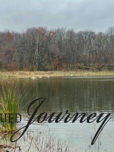 swans swimming on a lake in fall