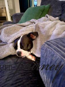 Tilly sleeping on the couch