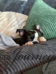 Tilly napping by the fireplace