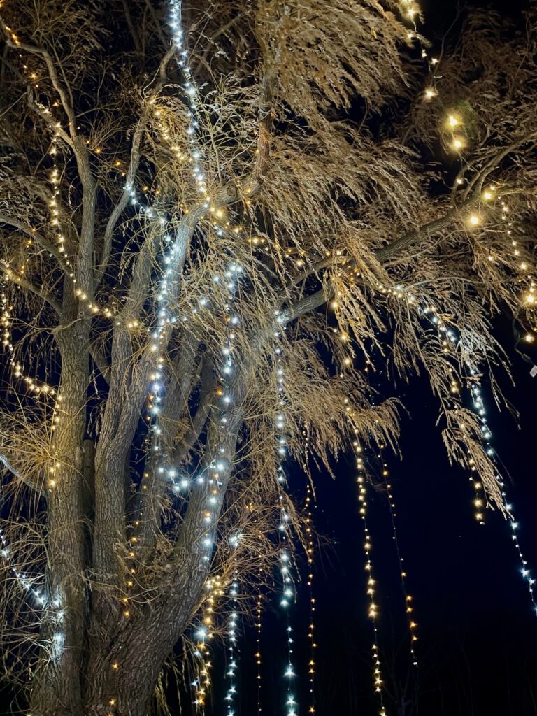 a willow tree filled with white Christmas lights at night Journey Jots #61