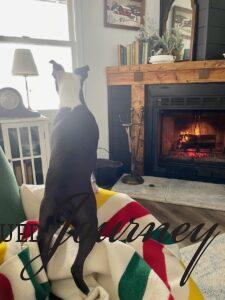 Tilly laying by the fireplace