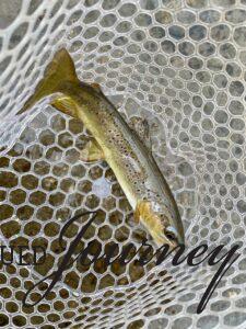 a brown trout caught in the winter