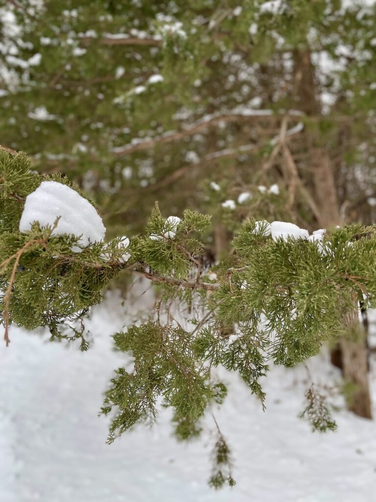 snowy Cedar tree in the woods journey jots #62