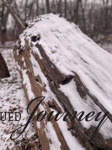 snowy log on a woods trail