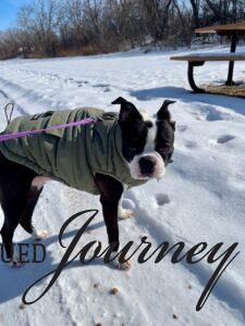 Tilly walking in late winter