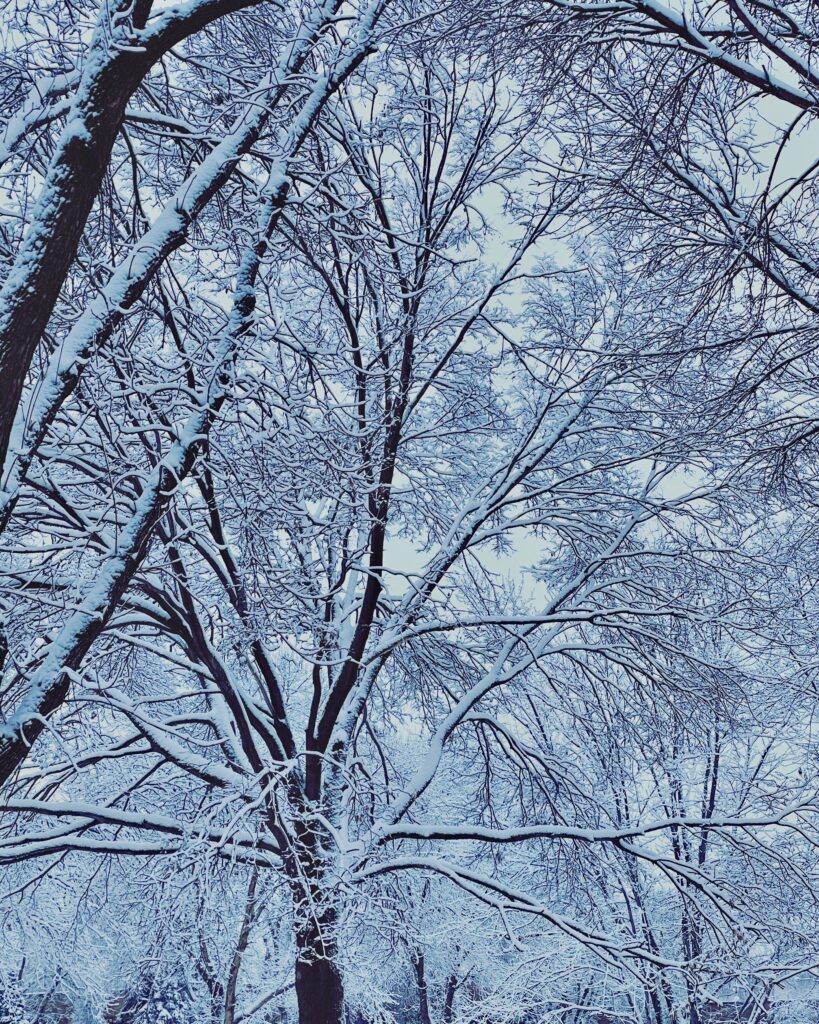 snow on large trees from a large snowstorm in Minnesota