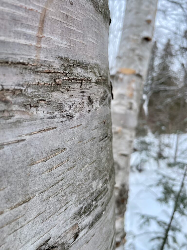 birch trees in the snowy woods for journey jots #67