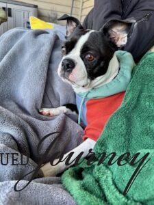 Tilly sitting outside