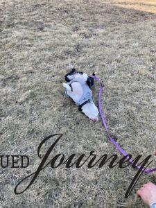 Tilly tumbling in the grass