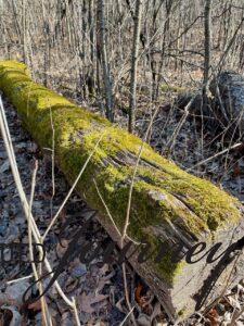 moss covered log in an early Spring woods