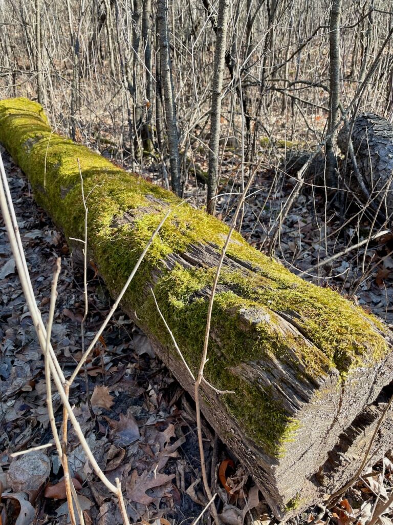 a mossy log in the woods early Spring