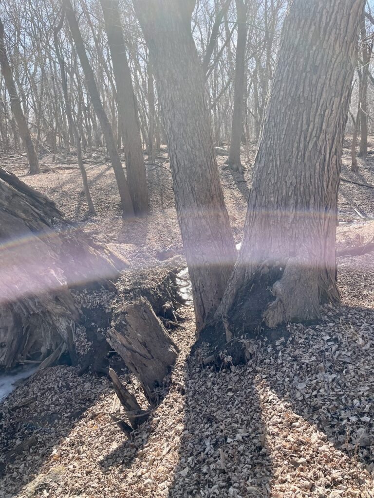 a forest in Early spring with sun rays