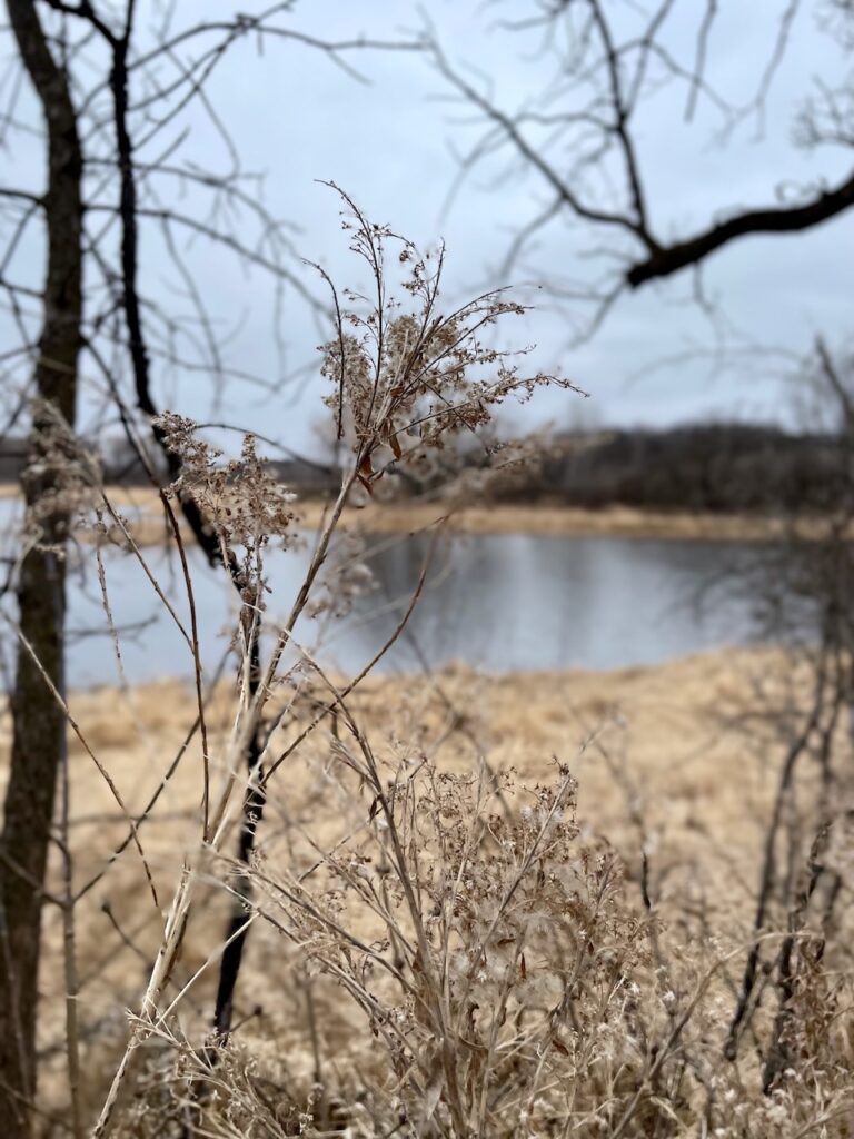 Journey Jots #75, early Spring woods