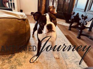 Tilly posing for a photo