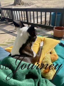 Tilly sitting in the sunshine