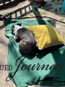 Tilly laying in the sunshine