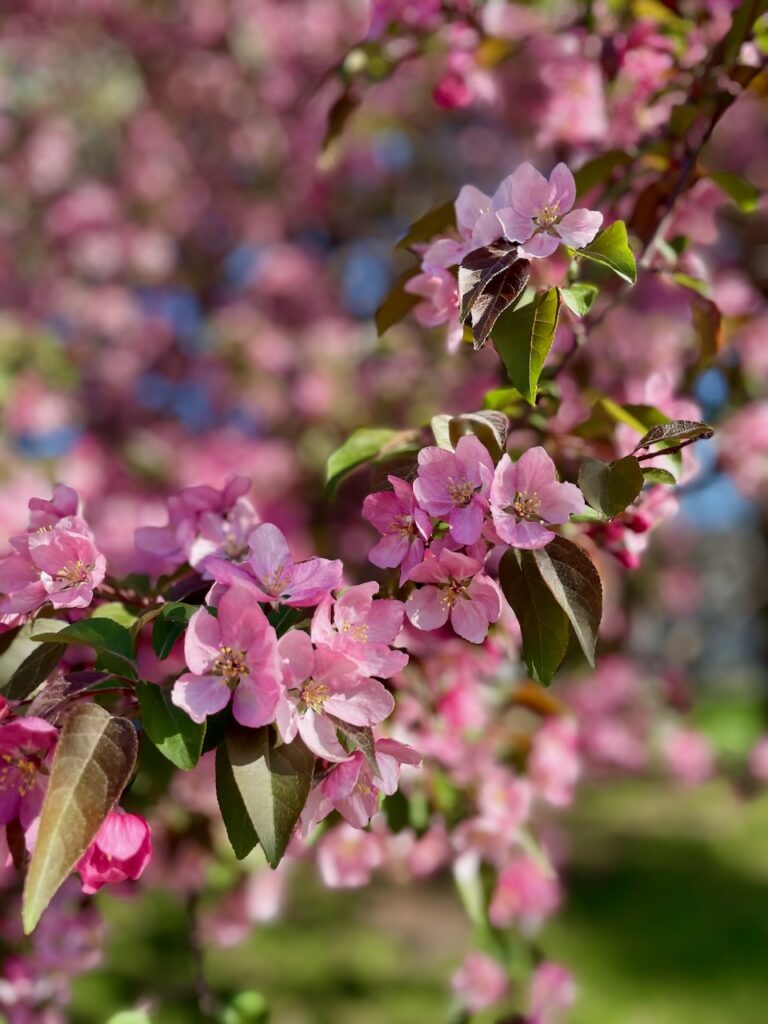 blooming crabapple tree journey jots #79