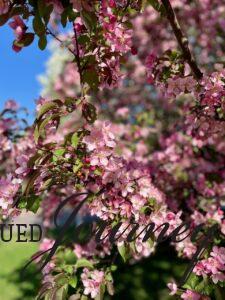 flowering pink crabapple tree