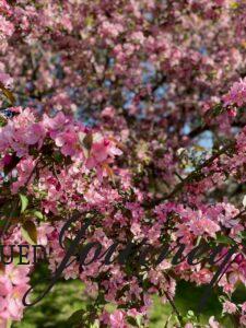 pink crabapple tree blooming 