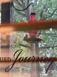 little hummingbird feeding 