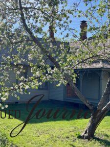 an old house with a flowering tree