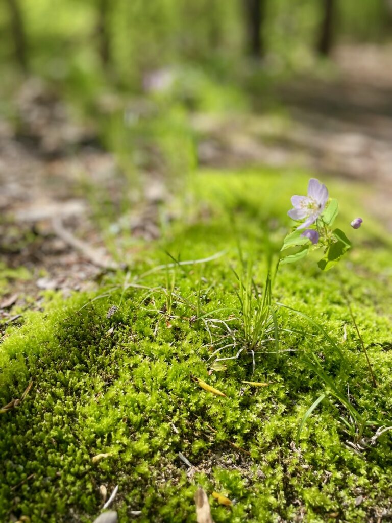 purple wildflower in the woods journey jots #81