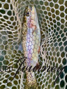 large rainbow trout catch