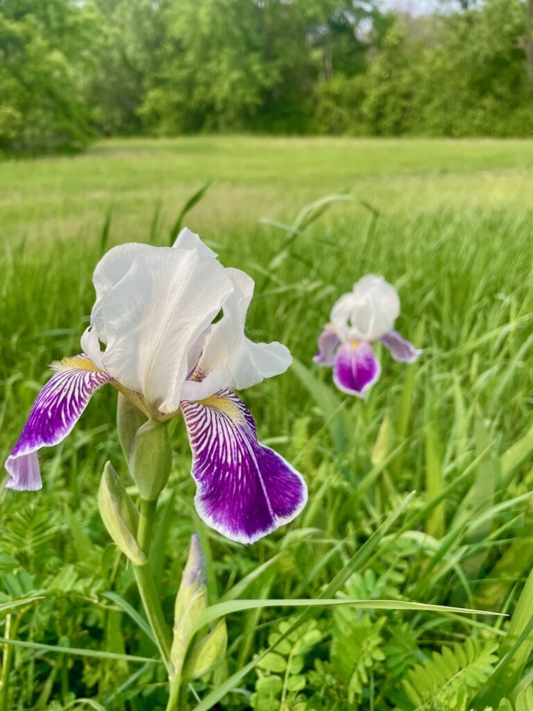 purple iris in summer journey jots #82