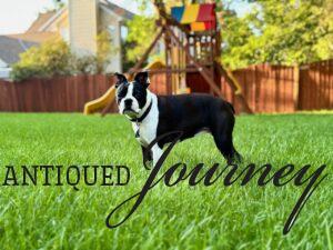Tilly in yard