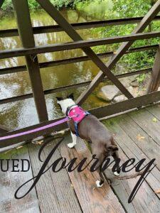 Tilly walking over bridge