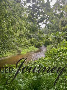 creek in the woods