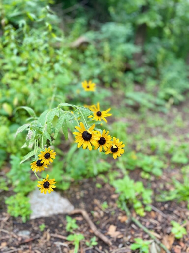 journey jots #87 wildflowers